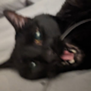 Meet your Posher, Fleyta